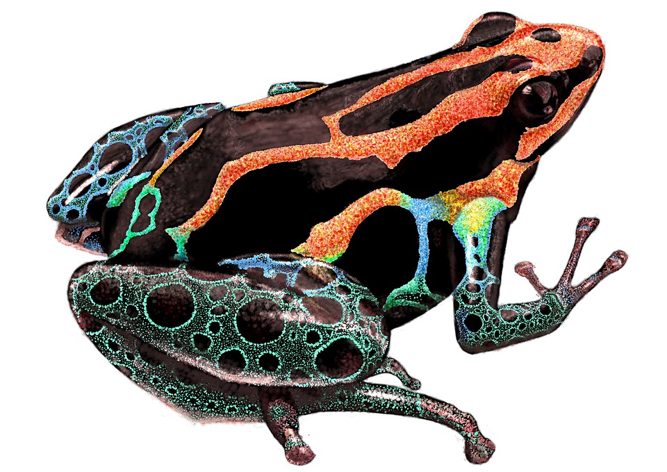 Download Amphibian Frog Species Royalty-Free Stock Illustration Image ...