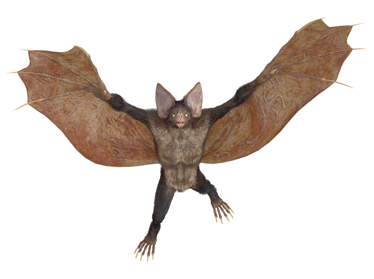 2 000 Darmowych Obraz w Z Kategorii Nietoperz I Halloween Pixabay 2 000 Darmowych Obraz w Z Kategorii Nietoperz I Halloween Pixabay
