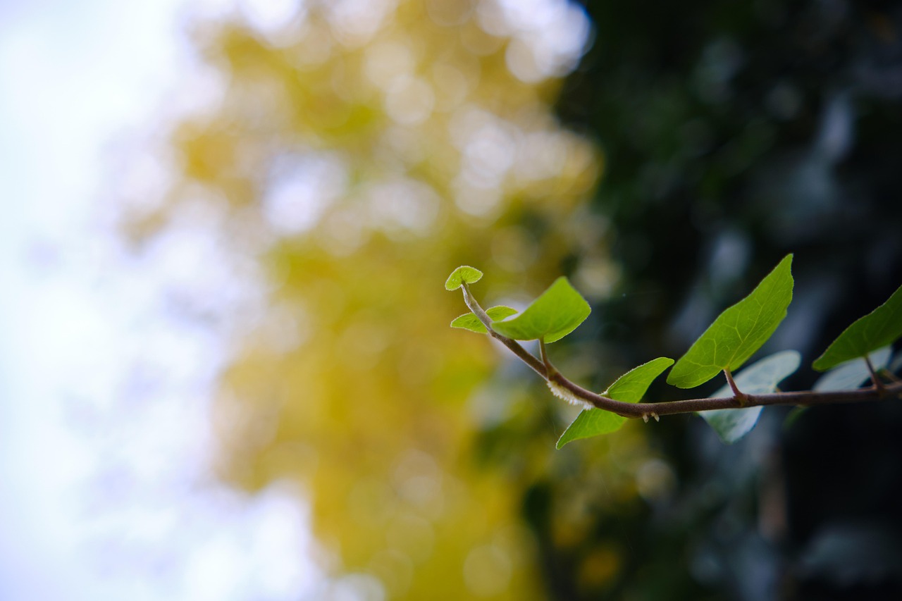 叶子 枝杈 自然 - Pixabay上的免费照片 - Pixabay