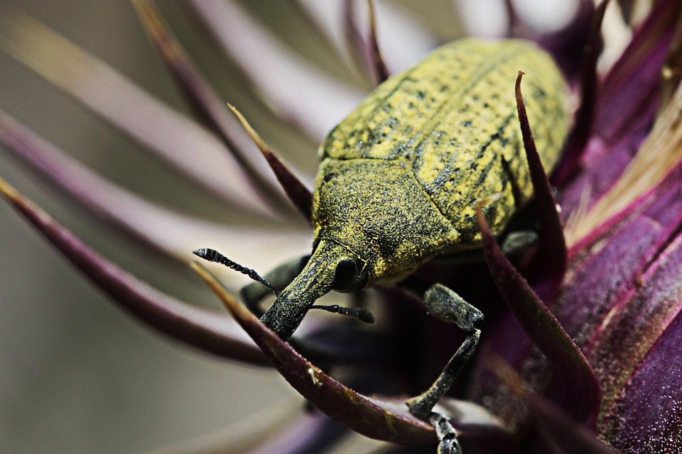 Scarbee Insect Insecte Scarabée Entomologie - Photo gratuite sur Pixabay - Pixabay
