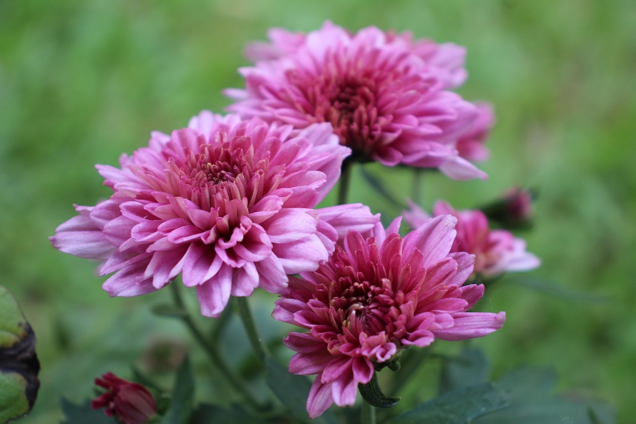 Chrysanthemums Flowers Pink Free photo on Pixabay Pixabay