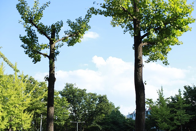 Free Abstract Tree photo and picture