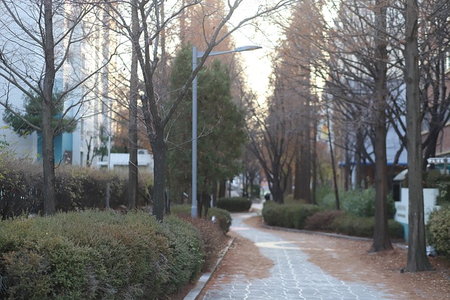 Free Winter Walk photo and picture