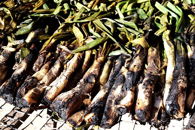 Calçots, Kalcots, Calçotada, Catalonia