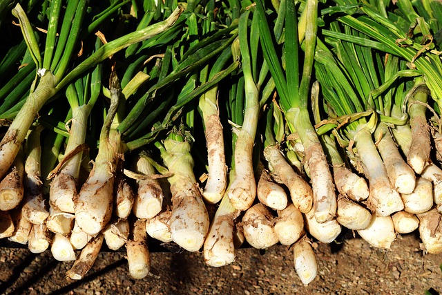 Calçots, Calçotada, Zwiebel, Catalonia