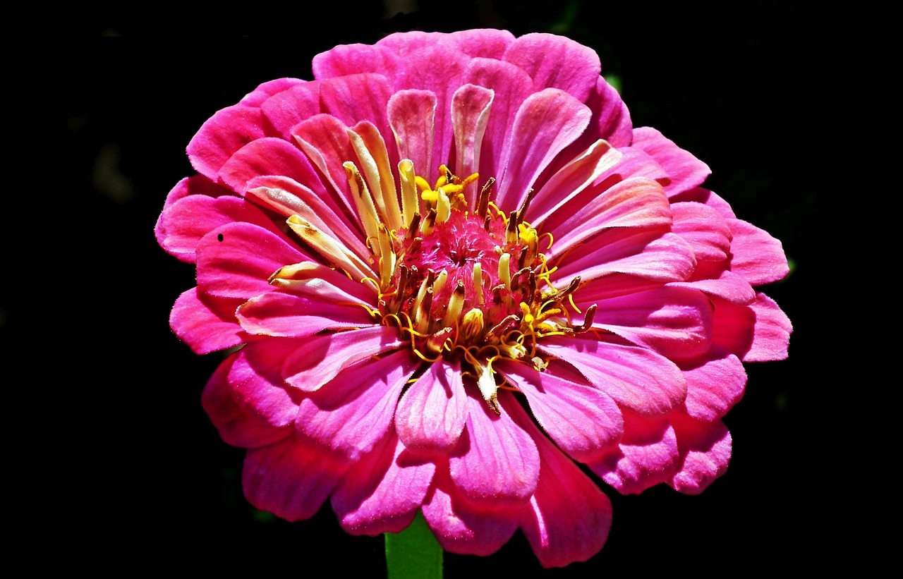 Zinnia Flower Pink Free photo on Pixabay Pixabay