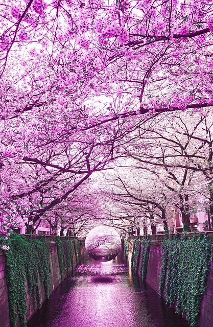 Sakura, Jaro, Květiny, Japonsko, Příroda