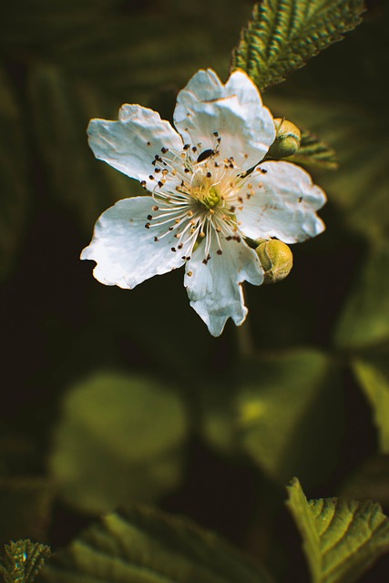 Blume, Natur, Frühling, Blüte