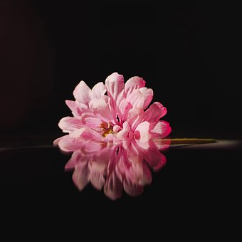 Blume, Blumen Hintergrund, Pflanze
