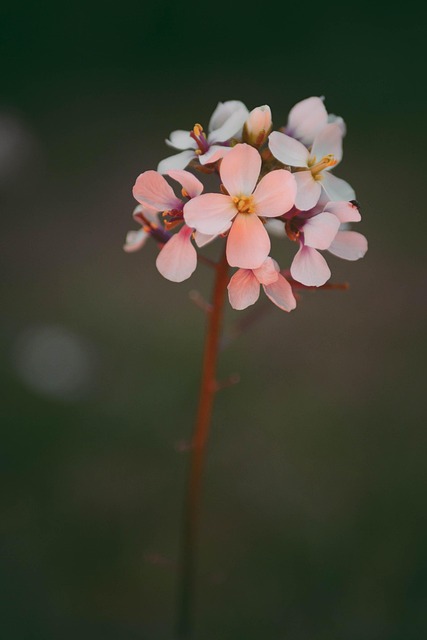 Blume, Natur, Frühling, Blüte