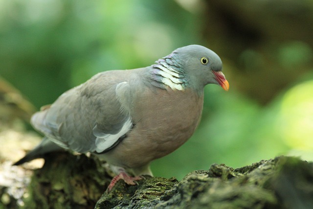 Free Pigeon Bird photo and picture