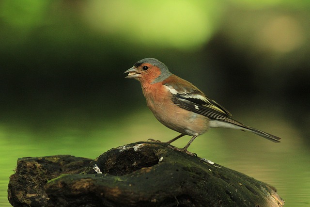 Free Bird Songbird photo and picture