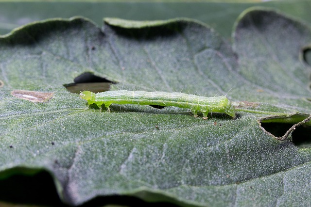 Oruga, Insecto, Animal, Verde, Larva