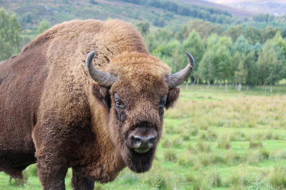 Bison Animal Wildlife - Free photo on Pixabay