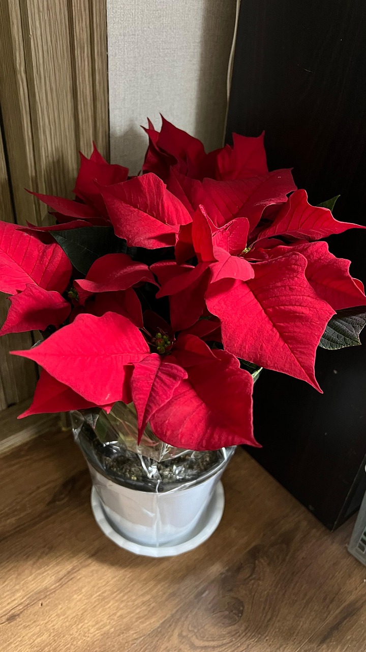 Poinsettia Artificiel Rouge Pot Doré - 7 Têtes - Décoration Noël Table, Cheminée - 28x20cm - Sans Entretien