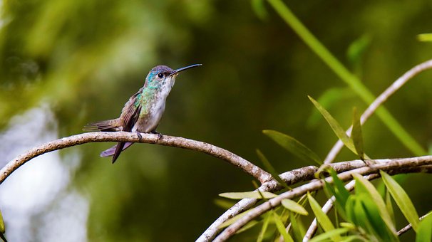 Free Bird Hummingbird photo and picture