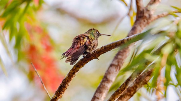 Free Bird Hummingbird photo and picture