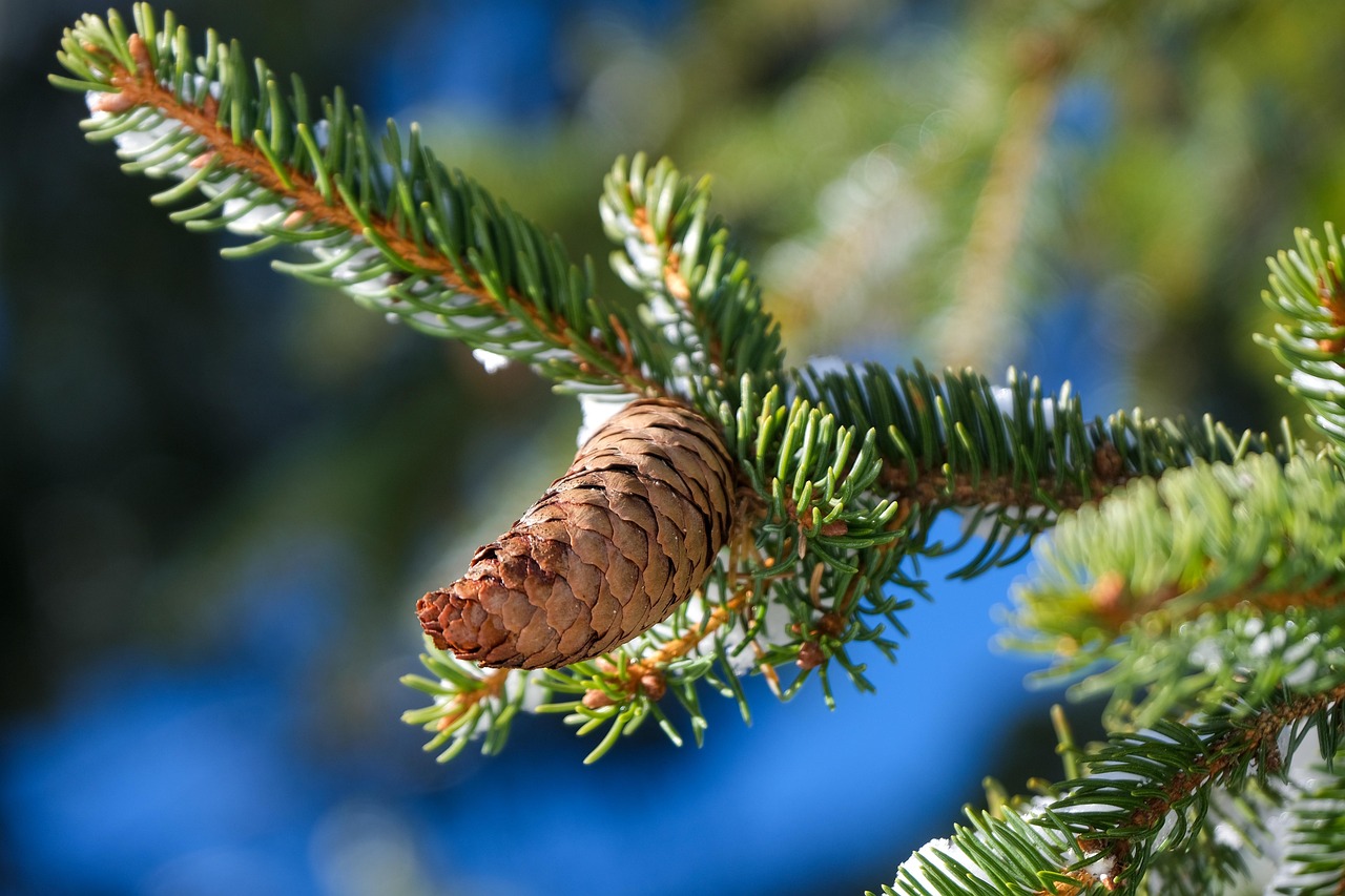 10,000+ Free Pine Cones & Pine Images Pixabay