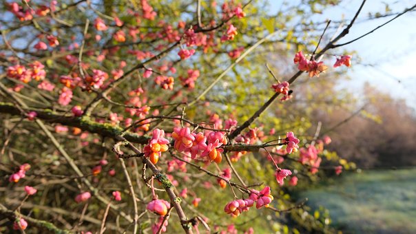 Free Flowers Winter photo and picture