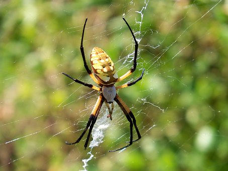 Araña, Arácnido, Telaraña, Web, Orbe
