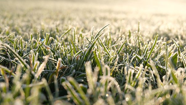 Free Grass Lawn photo and picture