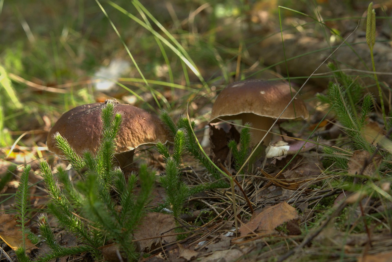 Toadstool Picture Mushrooms Plants Toadstool - Free photo on Pixabay - Pixabay
