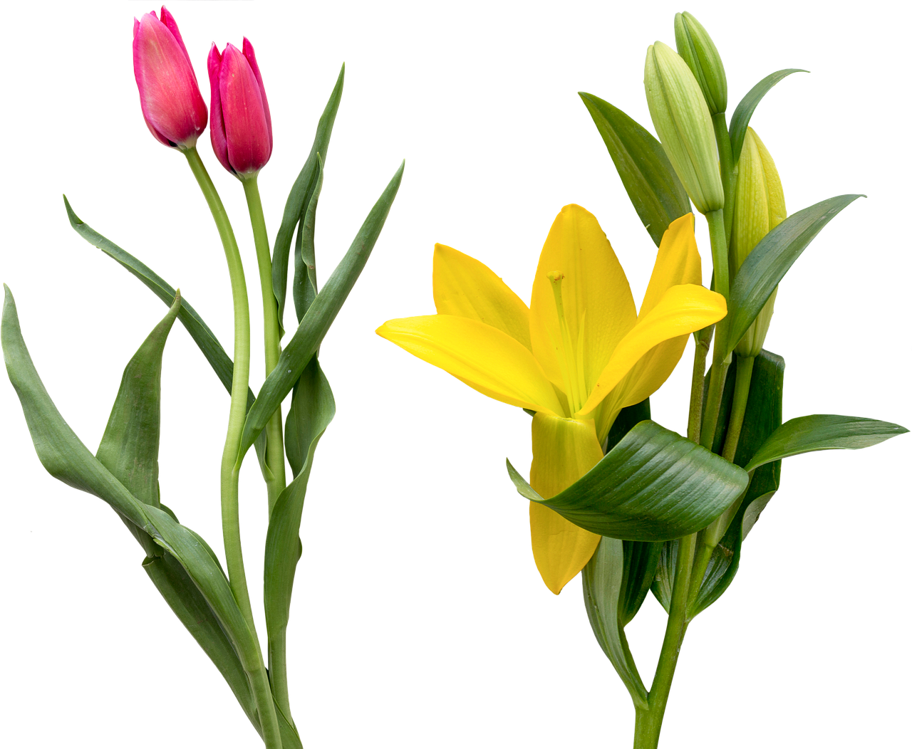 30,000+ Free Easter Lily & Easter Images Pixabay