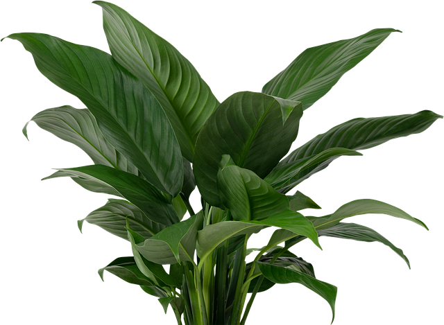 Free bushes foliage garden illustration