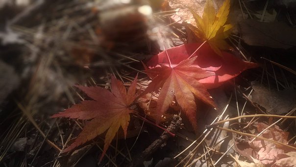Free Maple Leaves illustration and picture
