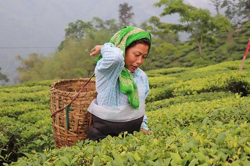 Té, Agricultura, Mujer, Darjeeling