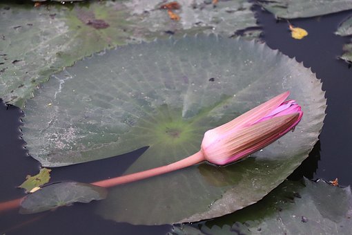 Loto, Naturaleza, Estanque, Jardín, Agua