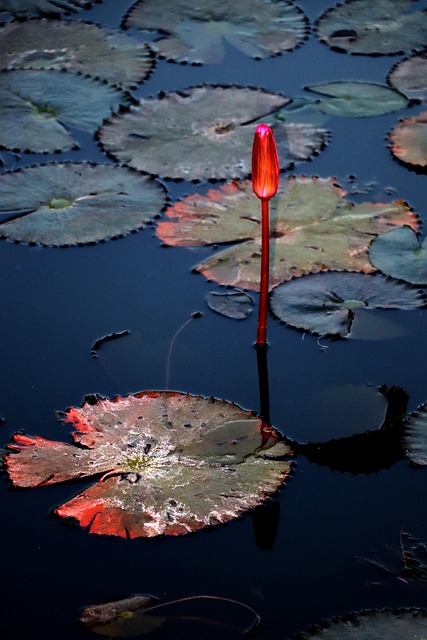 Estanque, Loto, Planta, Naturaleza