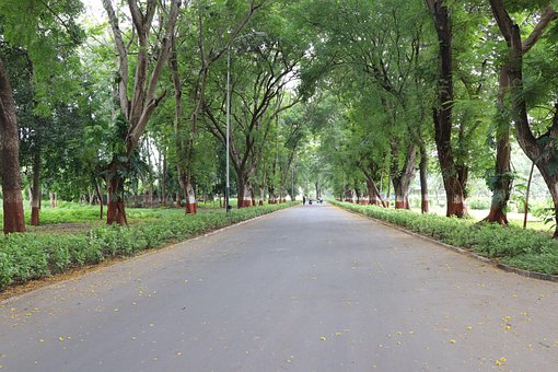 La Carretera, Árbol, Árboles