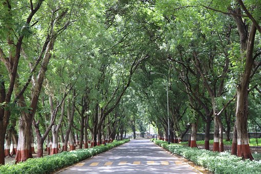 Árboles, Natue, Selva, Bosque, Árbol