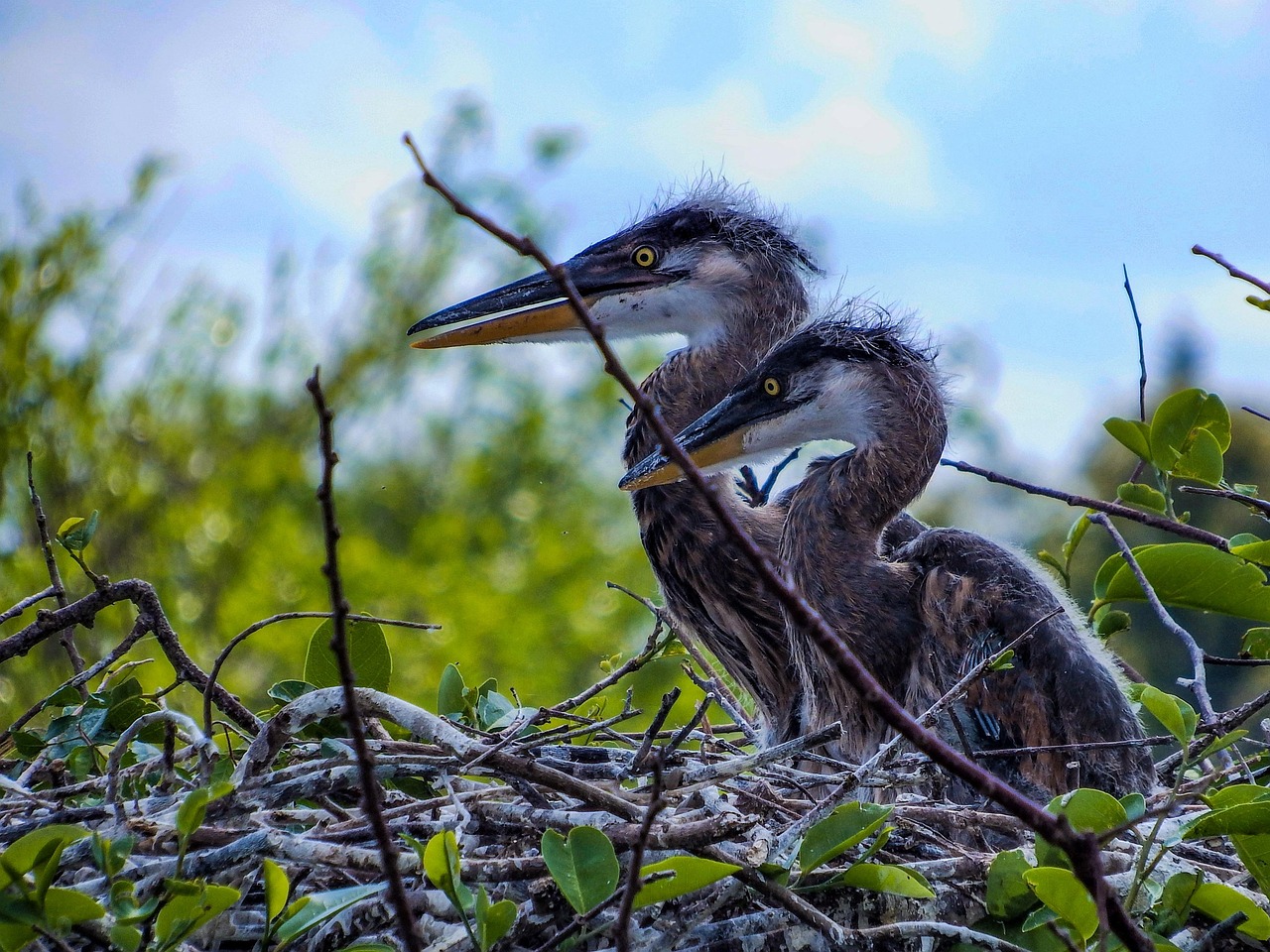 Juvenile Great Blue Heron Juvenile Great Blue Heron