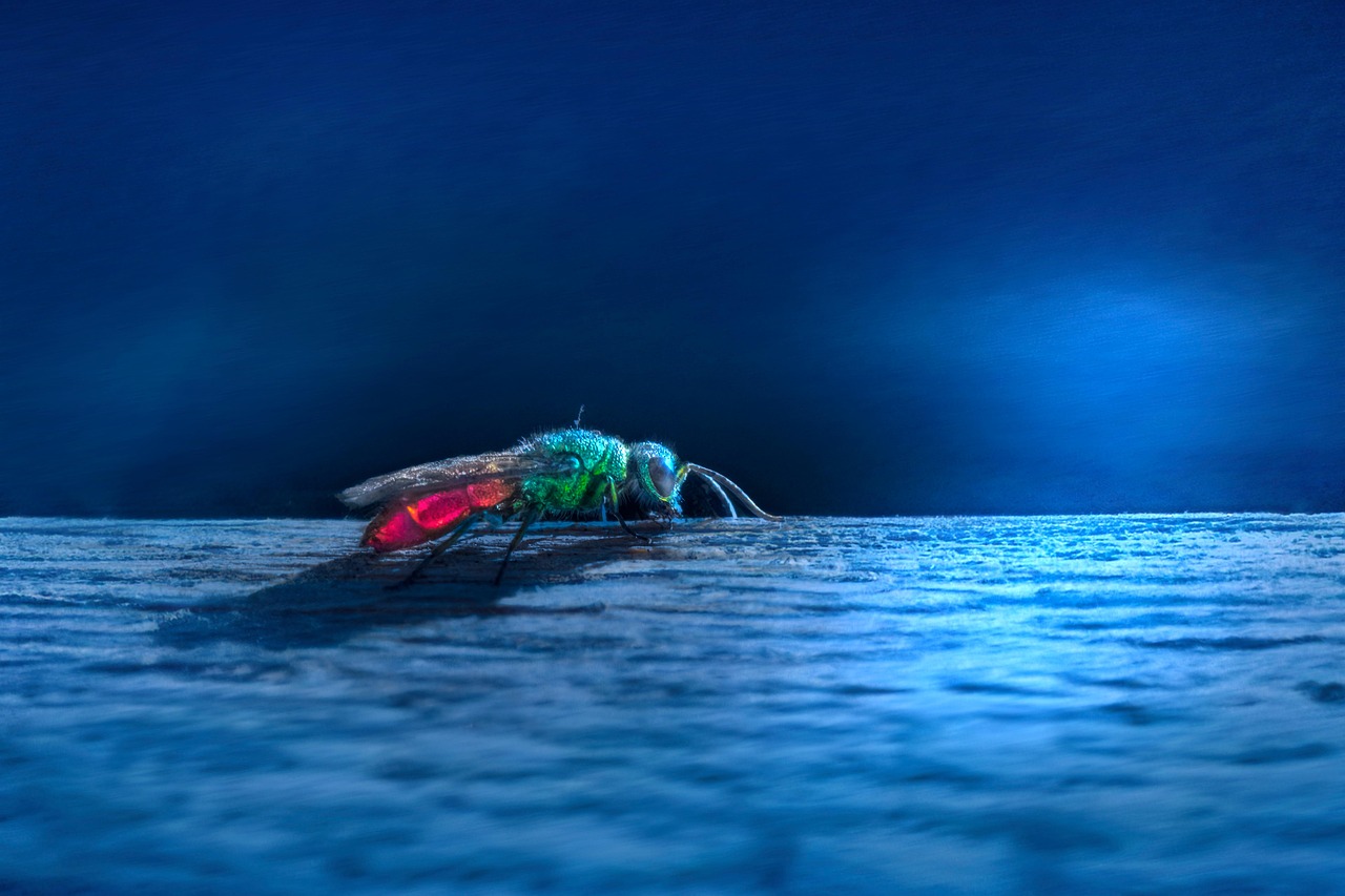 Ruby-Tailed Wasp Insect - Free photo on Pixabay