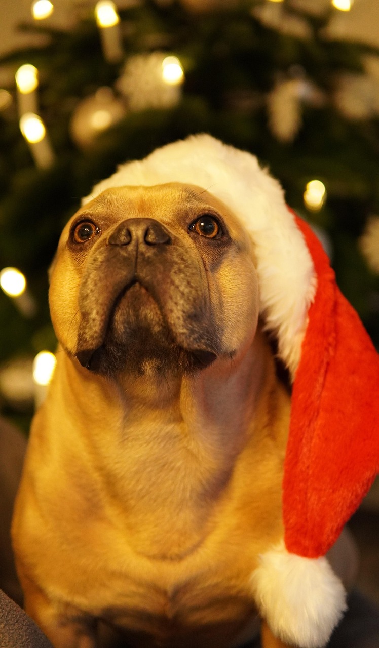 Sweatshirt Noël Bouledogue Français Avec Chapeau De Père Noël - Design Festif, Coupe Classique