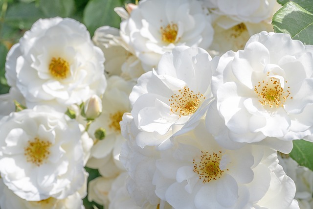 Free Dog-Roses Roses photo and picture