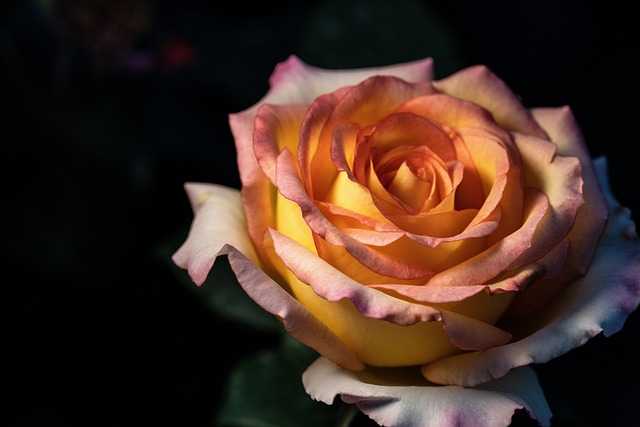 Free Rose Flower photo and picture