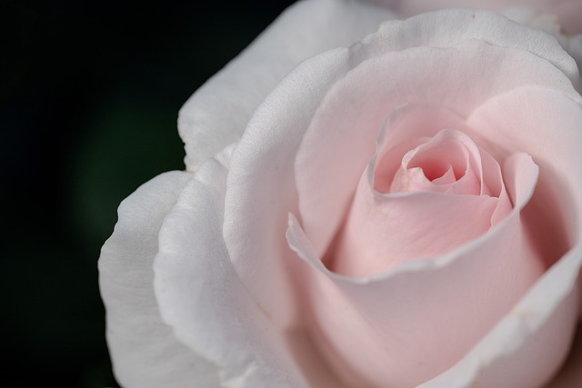 Free Rose Flower Background photo and picture