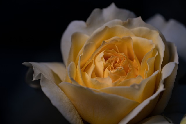 Free Rose Flower photo and picture