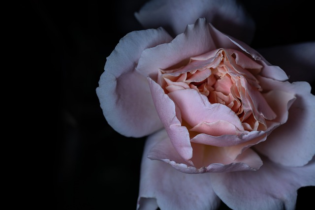 Free Rose Beautiful Flowers photo and picture