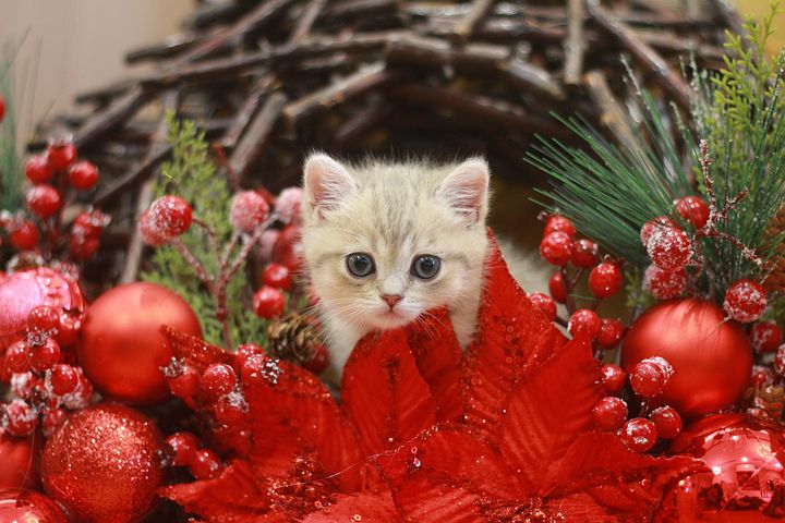Cat, Pet, Kitten, Feline, Animal