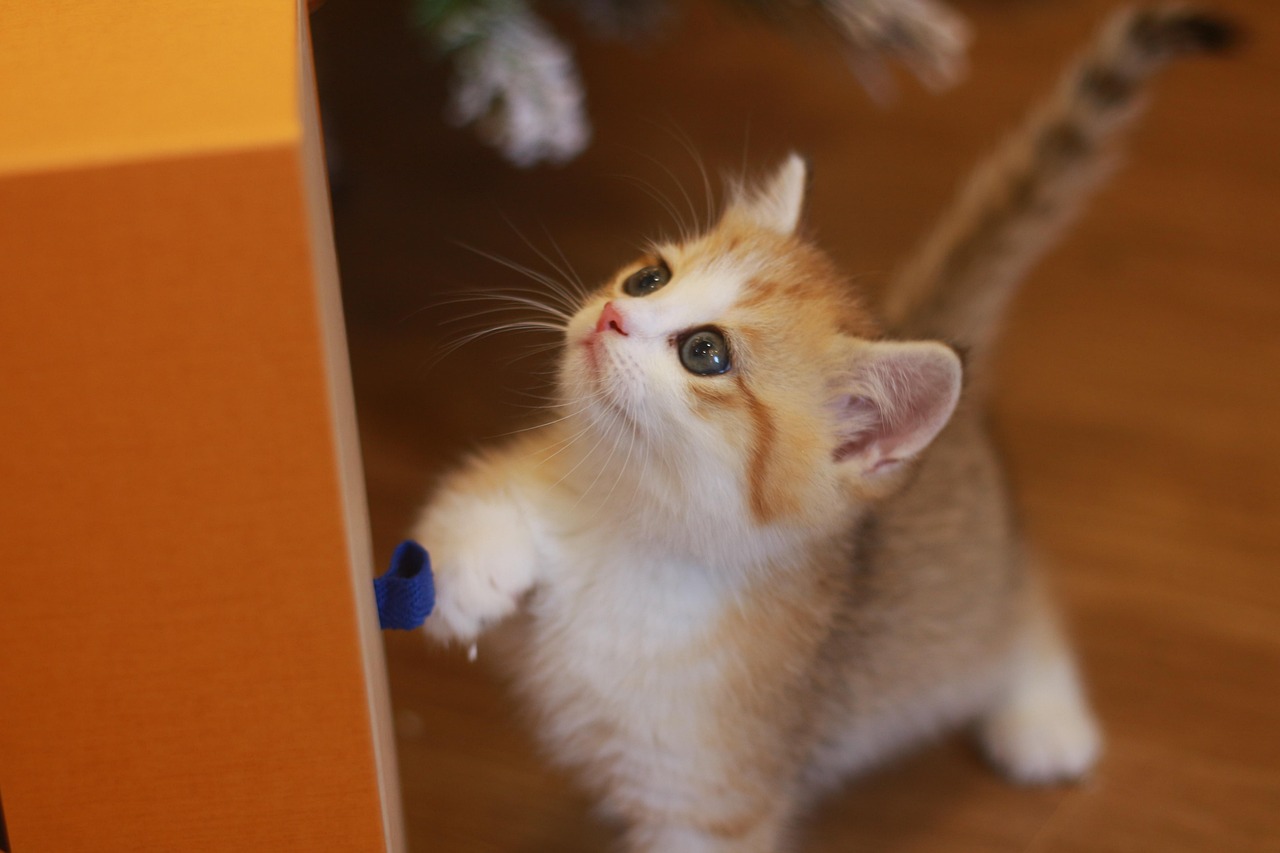Jupiter 8 f2/50 m39 objectif russe avec filtre hoya skylight à Arvigna | Clasf image-video