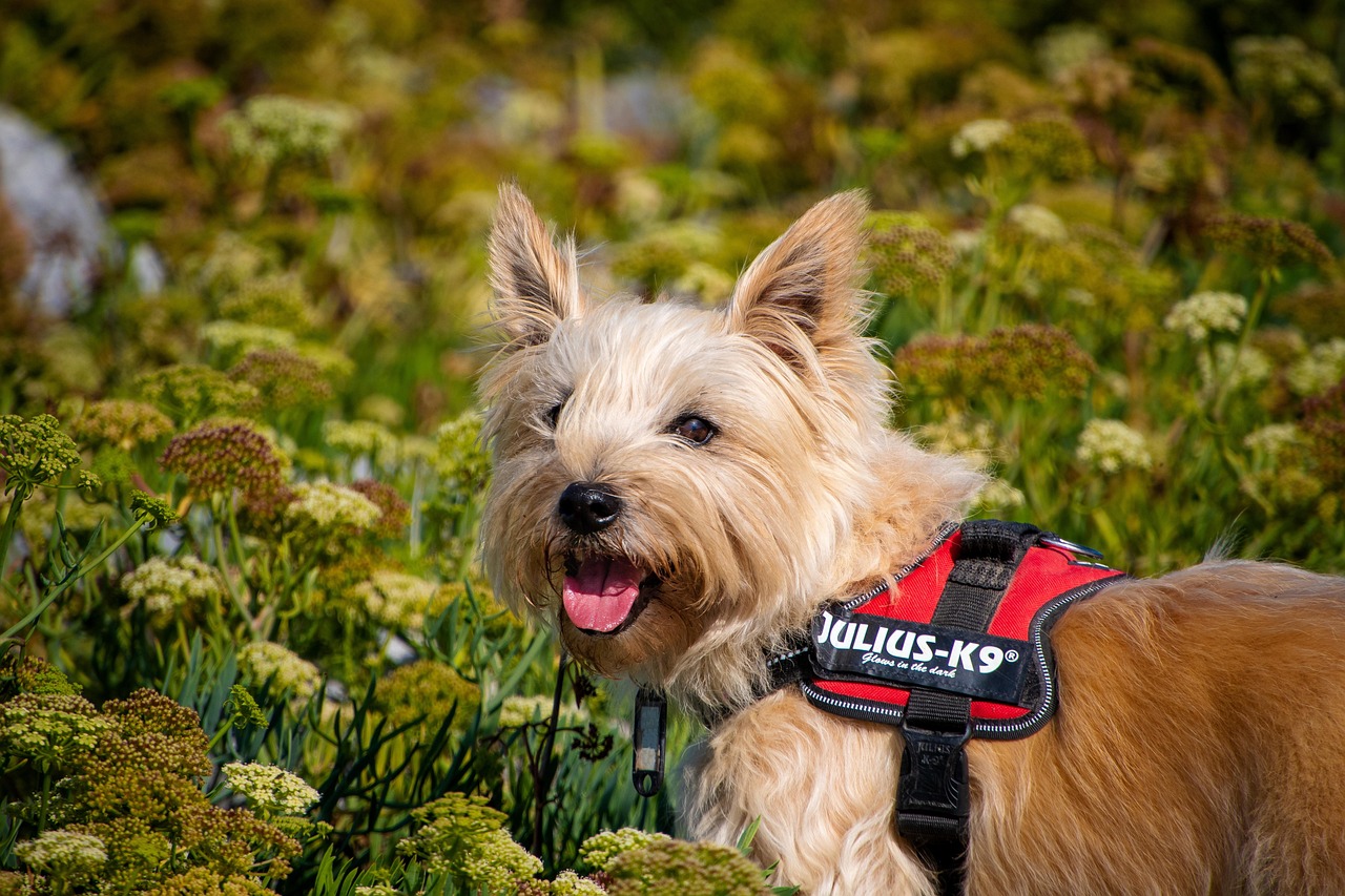 https://cdn.pixabay.com/photo/2021/12/16/09/52/dog-6874288_1280.jpg