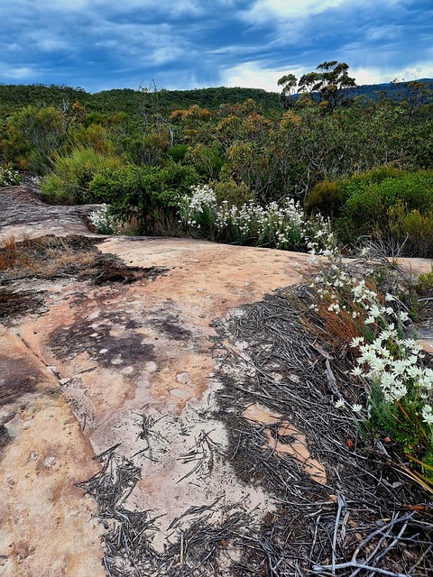 Free Australia Bush photo and picture
