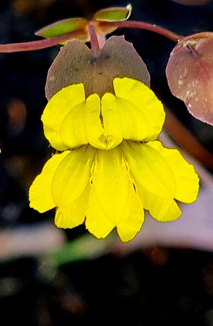 Free Yellow Flower photo and picture