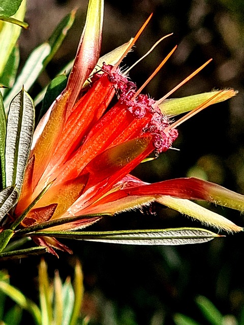 Free Australian Native photo and picture