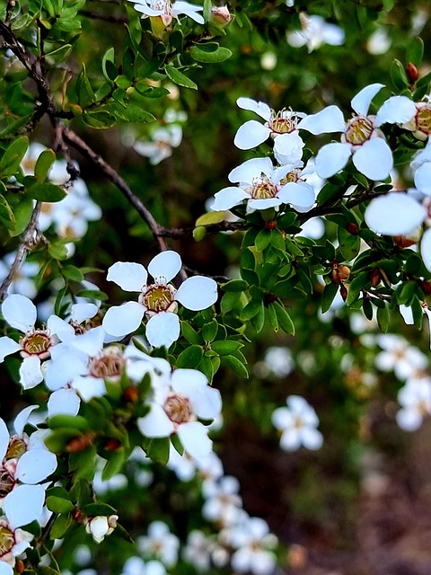 Free Tiny White photo and picture