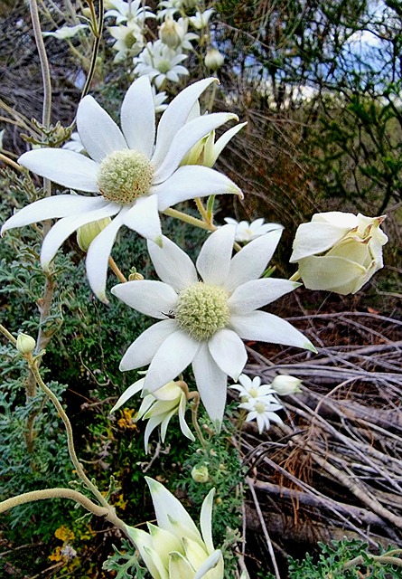 Free Flannel Flowers photo and picture